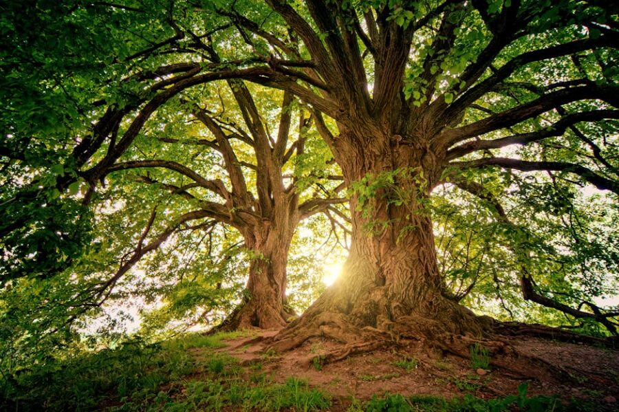 El Árbol Sagrado en la Mitología Azteca: Conexiones con la Creación del Universo
