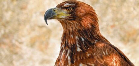 El Águila en la Mitología Azteca: Símbolo de Poder y Espiritualidad