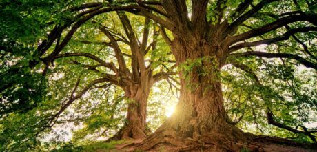 El Árbol Sagrado en la Mitología Azteca: Conexiones con la Creación del Universo