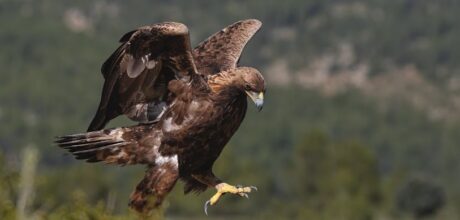 El Significado del Águila en la Mitología Azteca y su Influencia Cultural