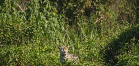 El Significado del Jaguar en la Mitología Azteca: Un Símbolo de Poder y Espiritualidad