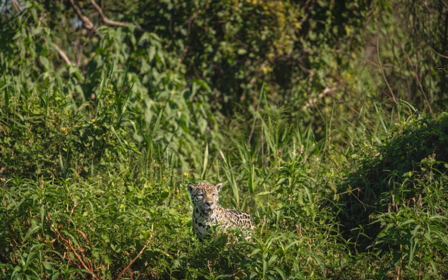 El Significado del Jaguar en la Mitología Azteca: Un Símbolo de Poder y Espiritualidad