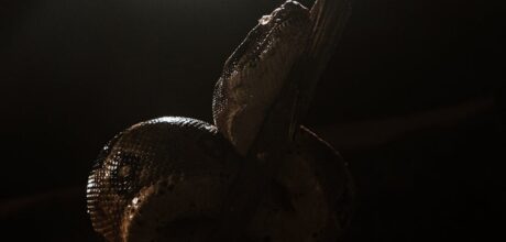 Explorando los Mitos de la Serpiente Emplumada y su Conexión con la Creación y la Vida